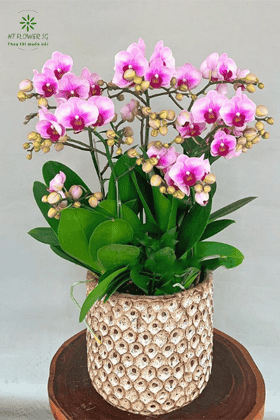 Ý Nghĩa Của Việc Tặng Hoa Ngày Phụ Nữ Việt Nam